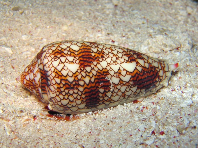 海洋生物の毒 - 毒薬変じて薬となる