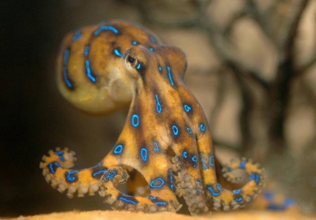海洋生物の毒 - 毒薬変じて薬となる