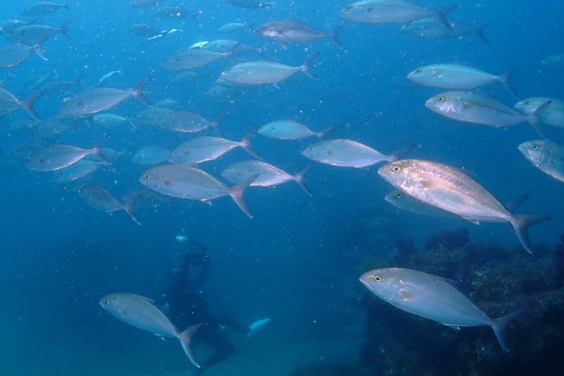 済州島の海の魅力に満ちた大学の5人の友人