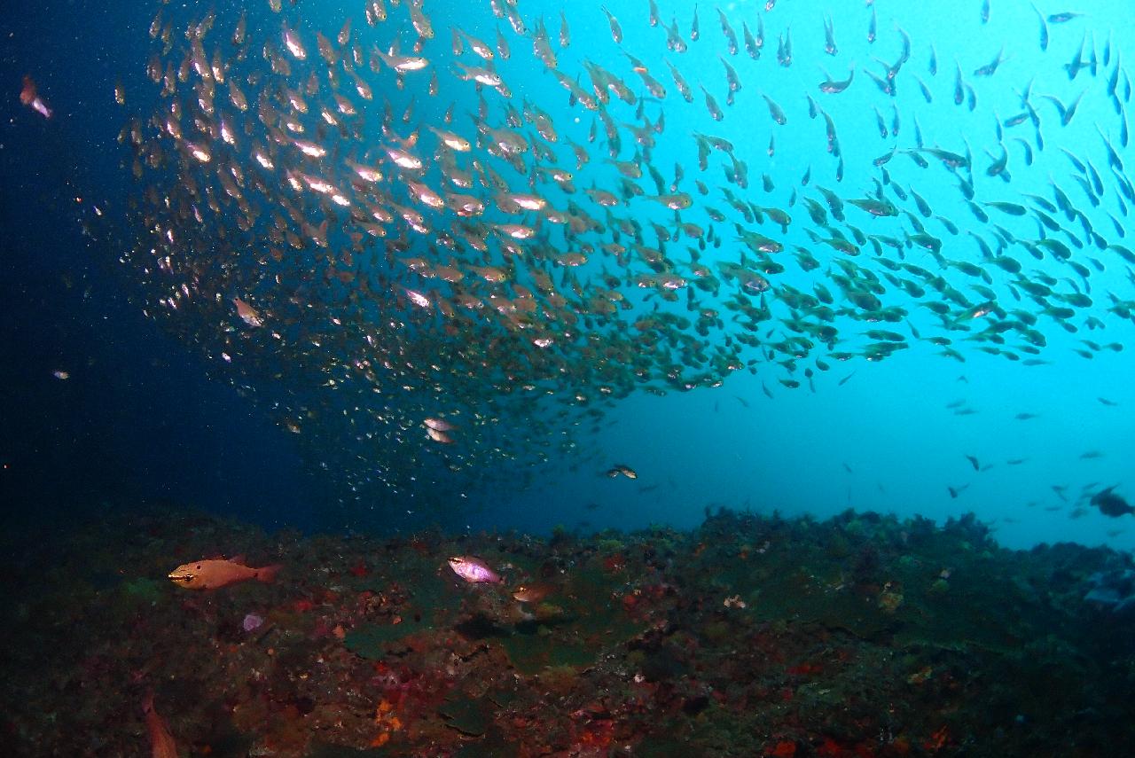 ネンブツダイの群れがファンタスティックな西帰浦(ソギポ)のソプソム（ソプ島）ダイビング