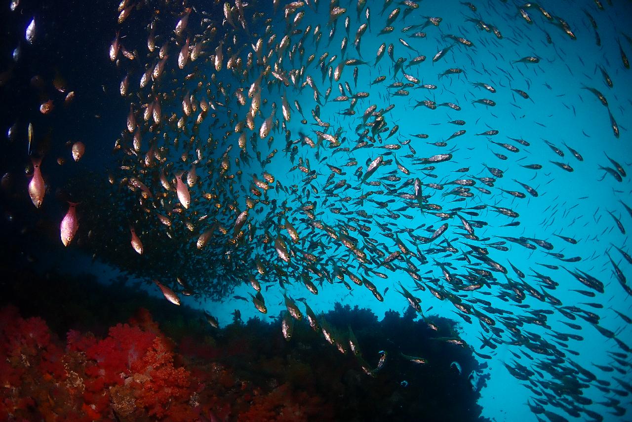 ネンブツダイの群れがファンタスティックな西帰浦(ソギポ)のソプソム（ソプ島）ダイビング