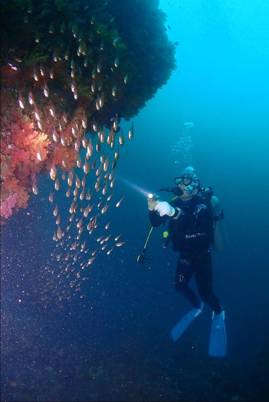ネンブツダイの群れがファンタスティックな西帰浦(ソギポ)のソプソム（ソプ島）ダイビング
