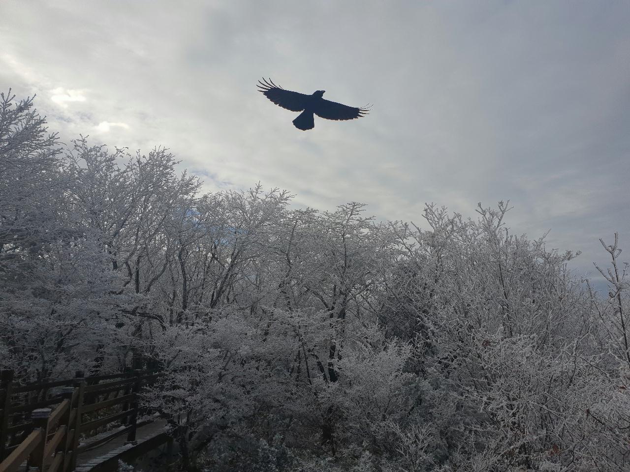 제주도 한라산의 눈꽃!!