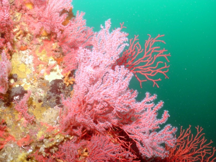 2019년 1월 1일 일출 다이빙 갑니다.