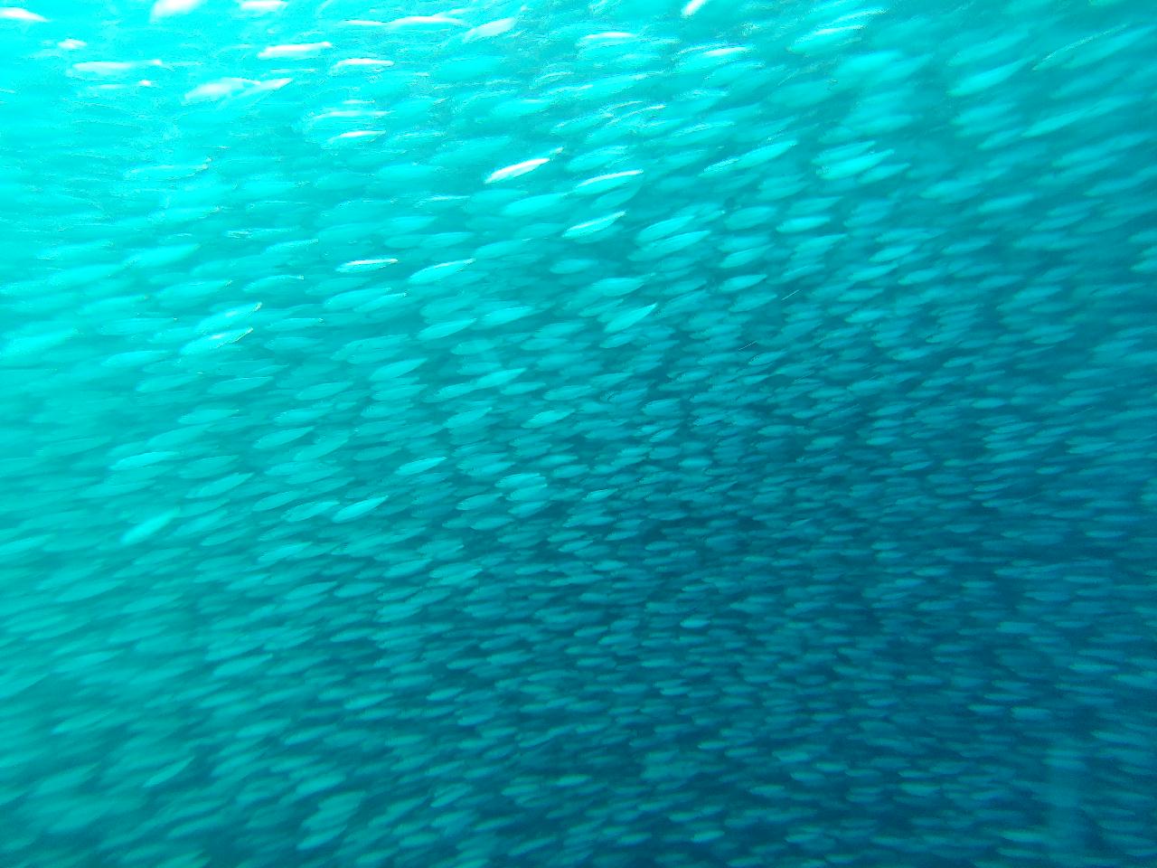 모알보알 오션블루 - House reef