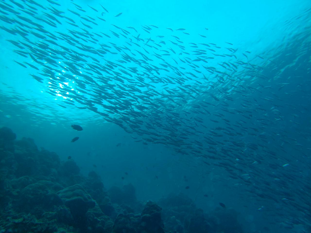 모알보알 오션블루 - House reef