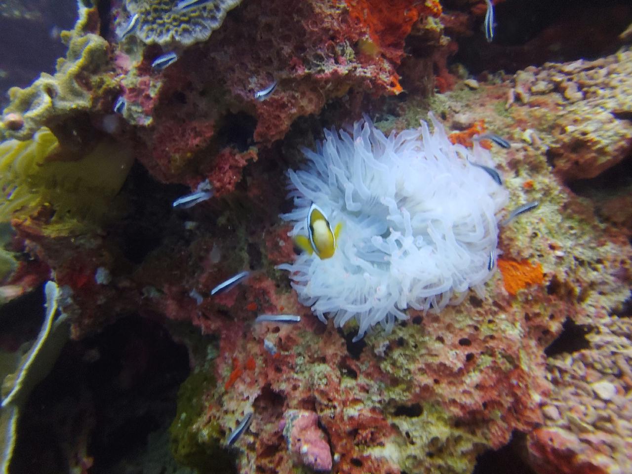 모알보알 오션블루 - Pescador island 남->동