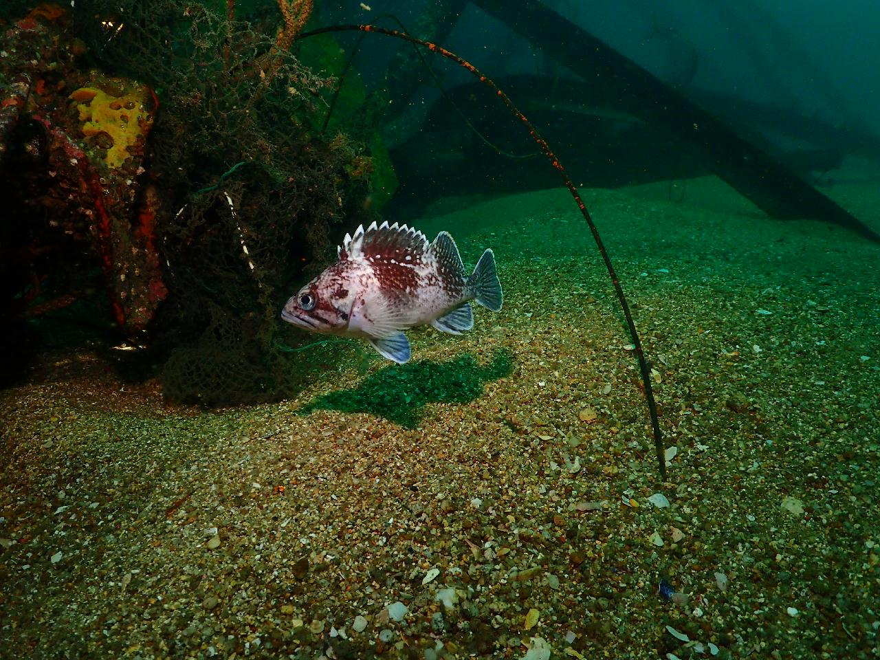해중공원? 스타트렉? 다양한 이름의 강릉 난파선 포인트