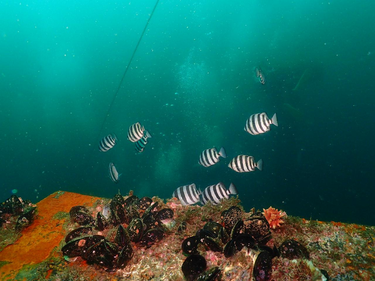 해중공원? 스타트렉? 다양한 이름의 강릉 난파선 포인트