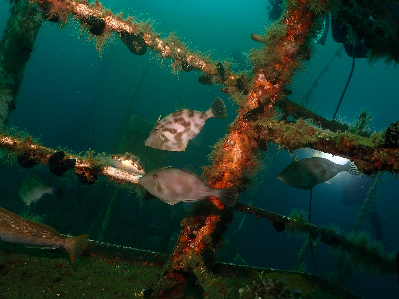 해중공원? 스타트렉? 다양한 이름의 강릉 난파선 포인트