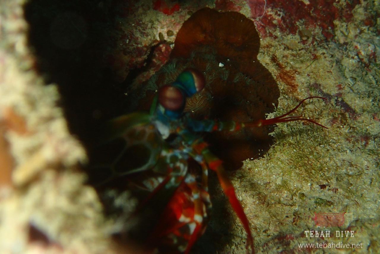 추웠어용, Okinawa(Doguchihama mae (해변 앞)), 너무너무 추웠어용 호