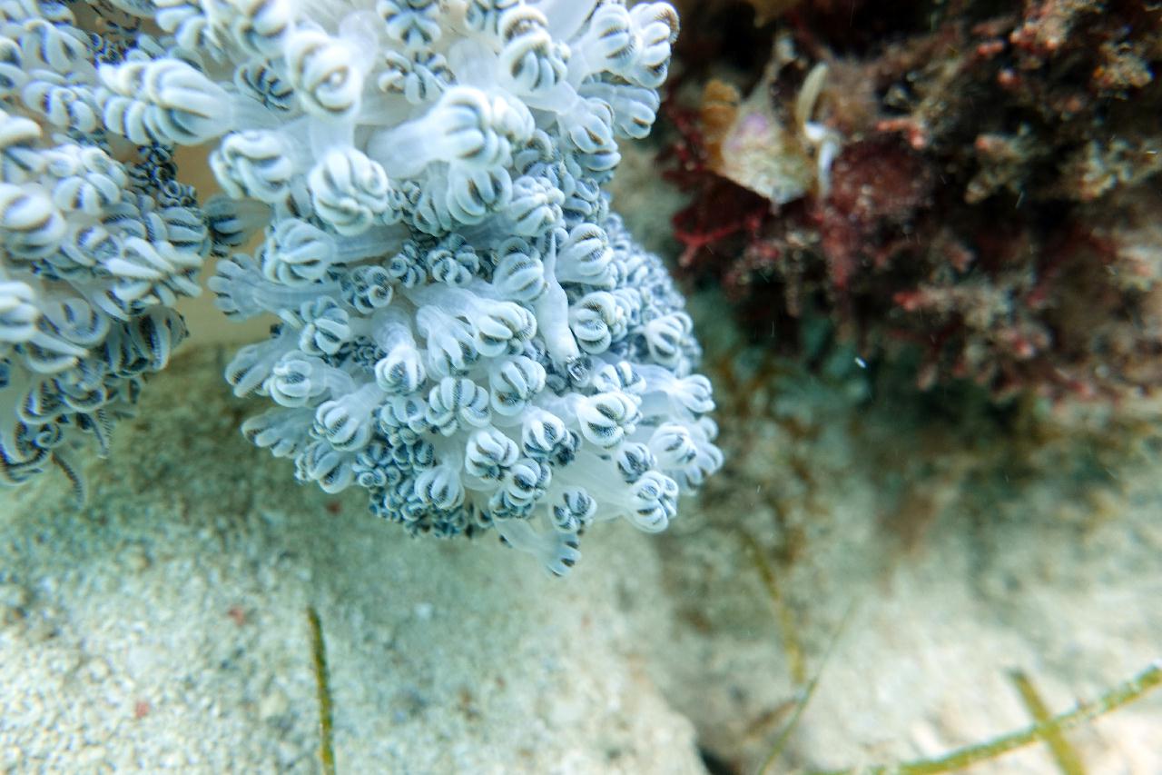 세부 스쿠버블 - House reef