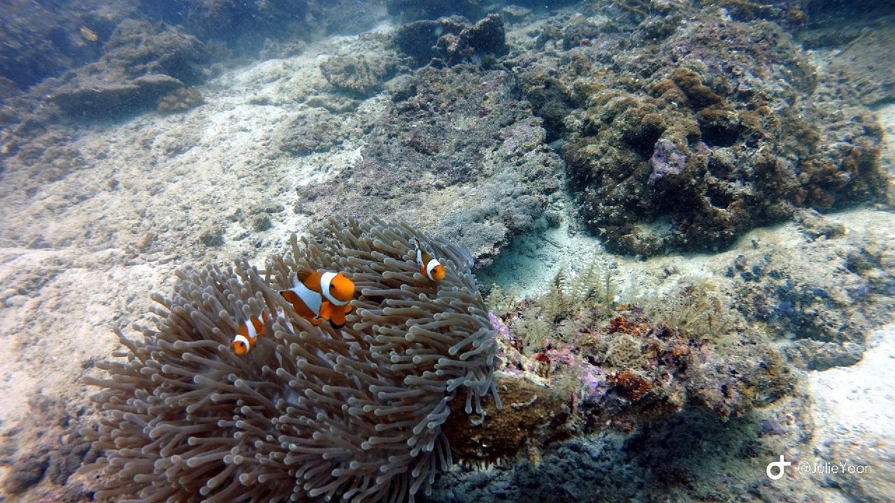 Similan live a board - Surin island Aopakat