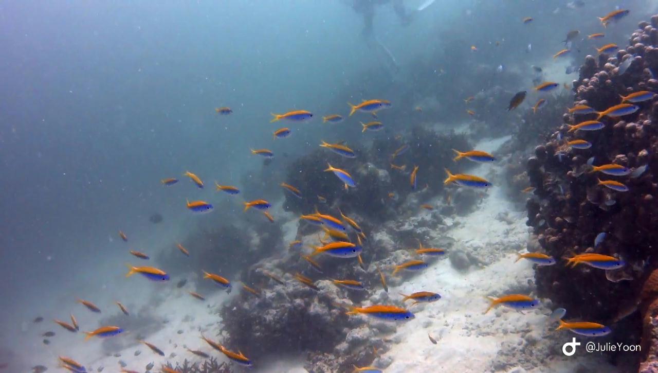 Similan live a board - Koh tachai