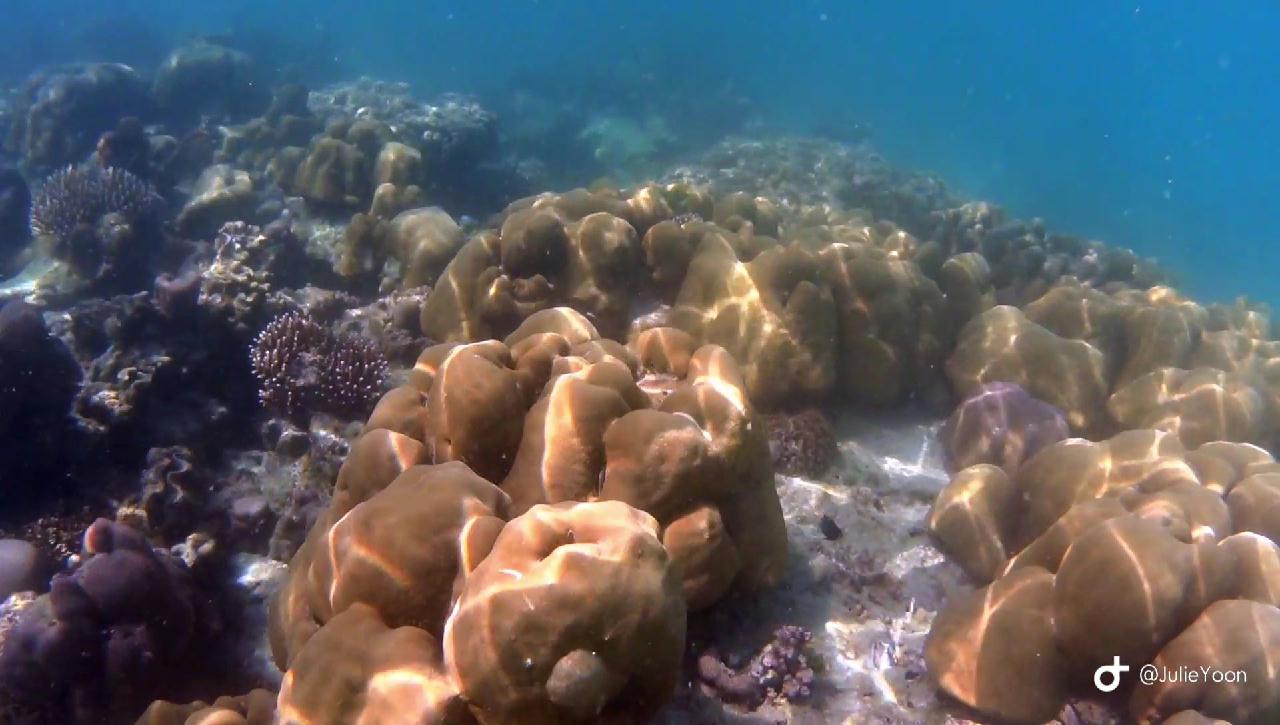 Similan live a board - Surin island Sapparot