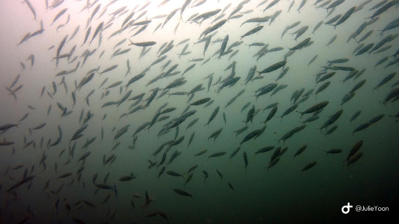 Phiphi island - Koh nok mai