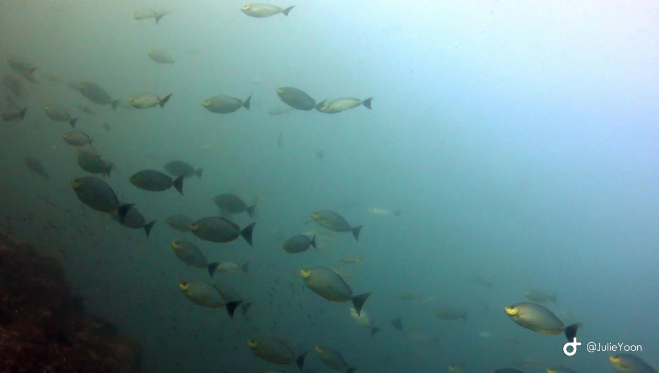 Similan live a board - Pinnacle