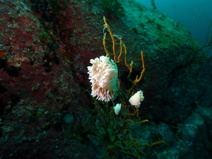 1월 26일 토요일 강원도 강릉 다이빙 투어 함께 가실분 모집합니다