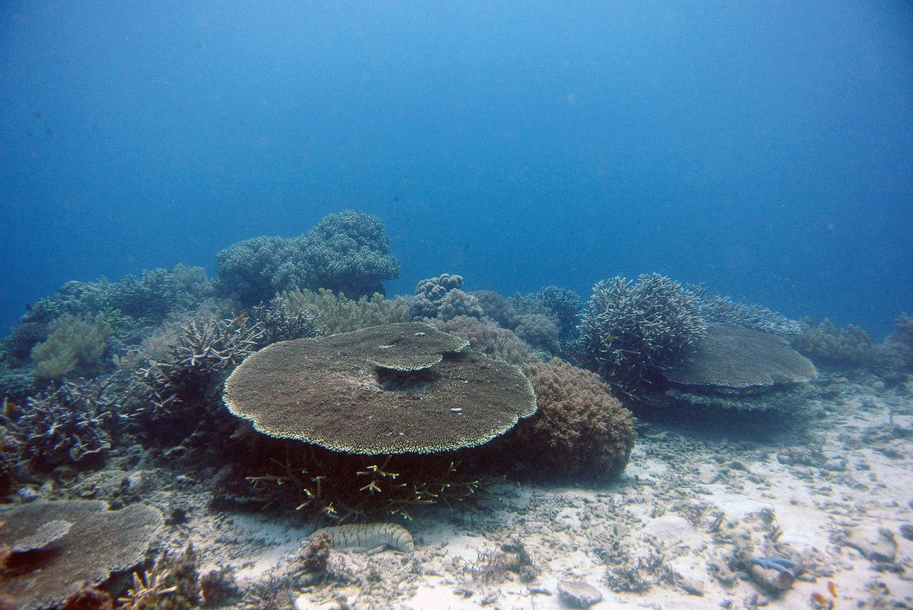 두마게티 스쿠버다이빙 셋쨋날