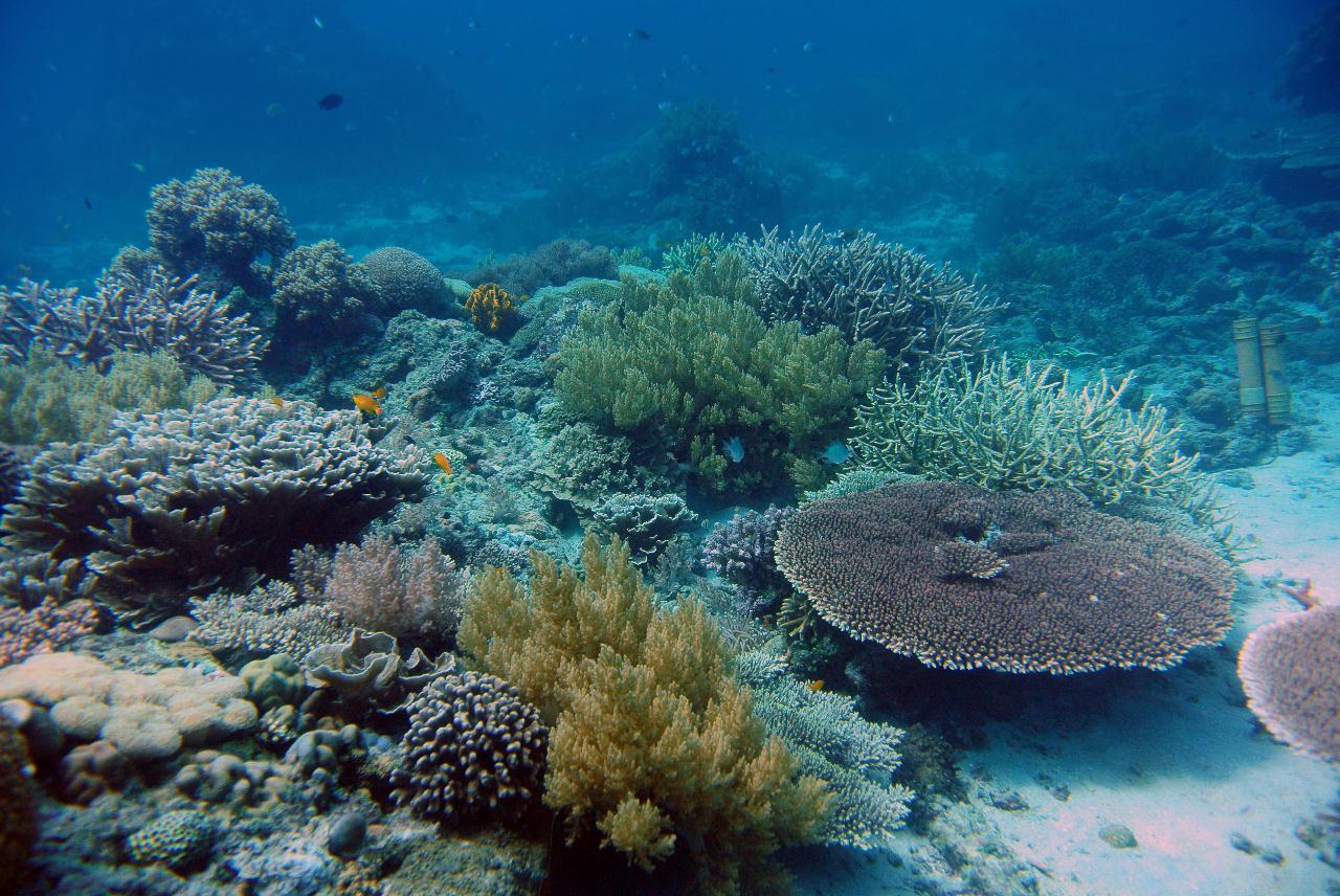 두마게티 스쿠버다이빙 셋쨋날