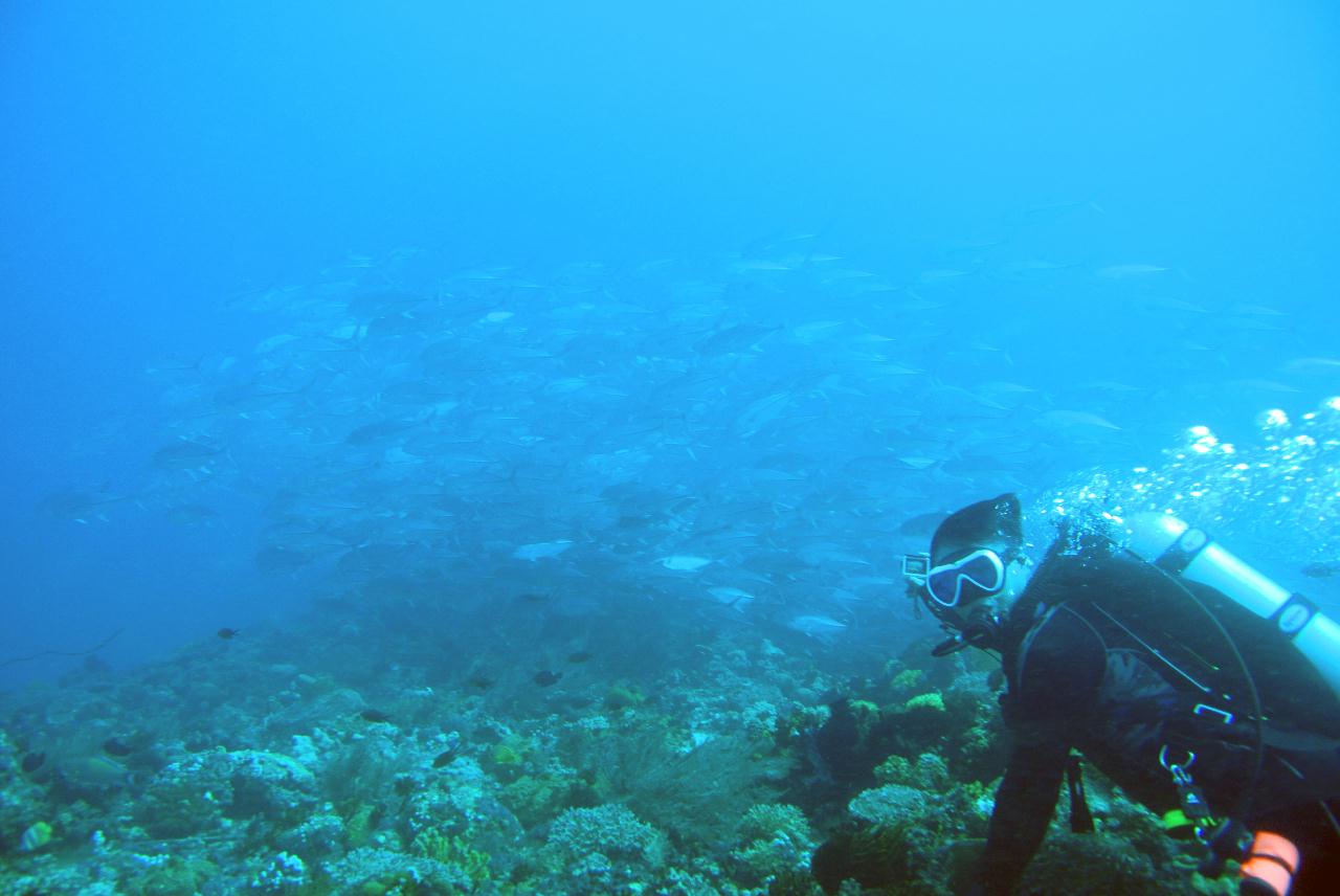 두마게티 스쿠버다이빙 셋쨋날
