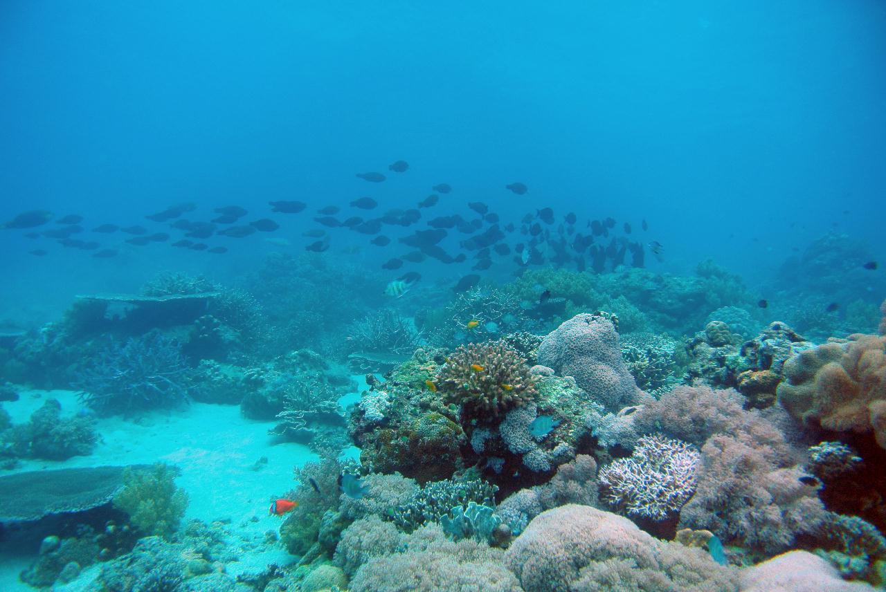 두마게티 스쿠버다이빙 셋쨋날