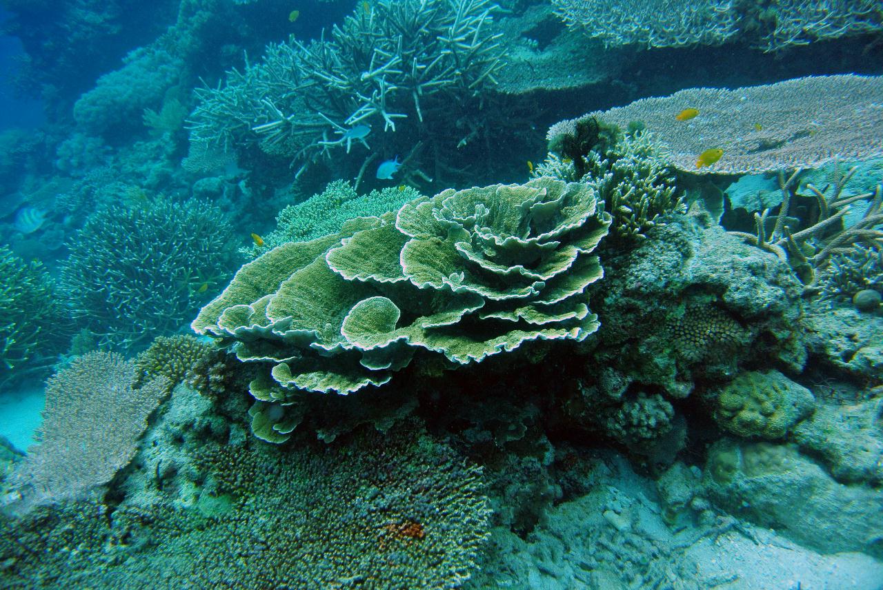 두마게티 스쿠버다이빙 셋쨋날