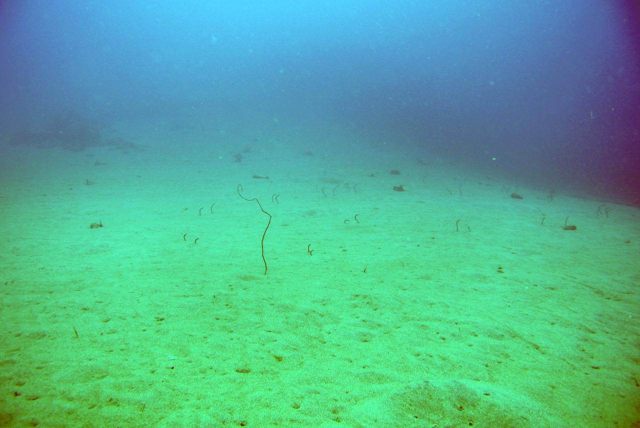 두마게티 스쿠버다이빙 셋쨋날