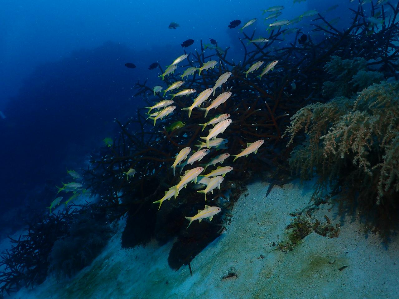 이름도 이쁘고 포인트도 이쁜 차펠