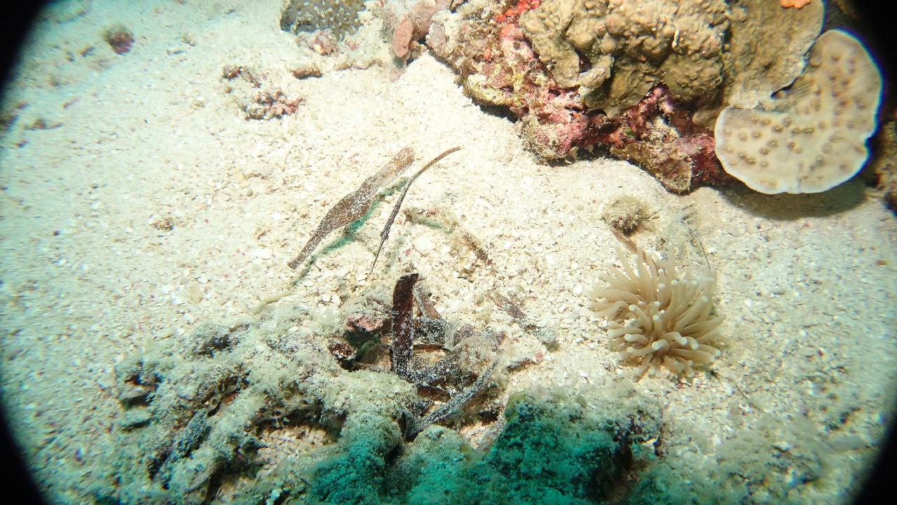 2018.02.02 Bohol#1-1