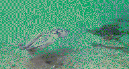 은신의 귀재