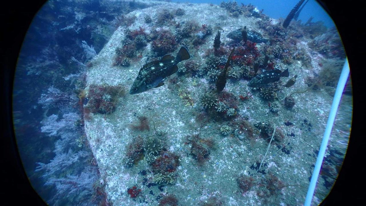 인공어초과 자연잠이 함께 있는 곳을 탐사