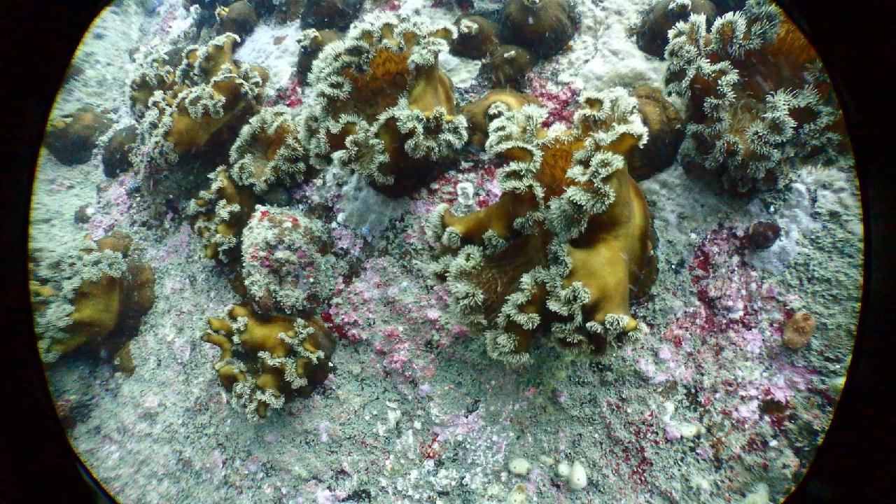 인공어초과 자연잠이 함께 있는 곳을 탐사