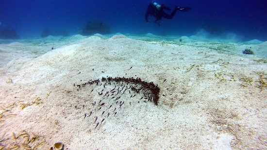 쏠이 들어간 고기들