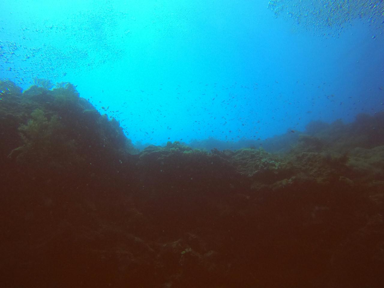 물뱀(노란색에 검정 세로줄무늬), 조류 느낌