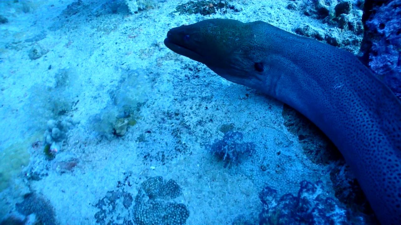 Similan Liveaboard #1. West of Eden