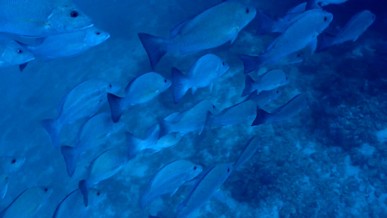 Similan Liveaboard #12.Richelieu Rock-3