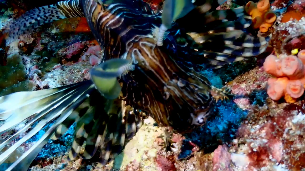Similan Liveaboard #11.Richelieu Rock-2