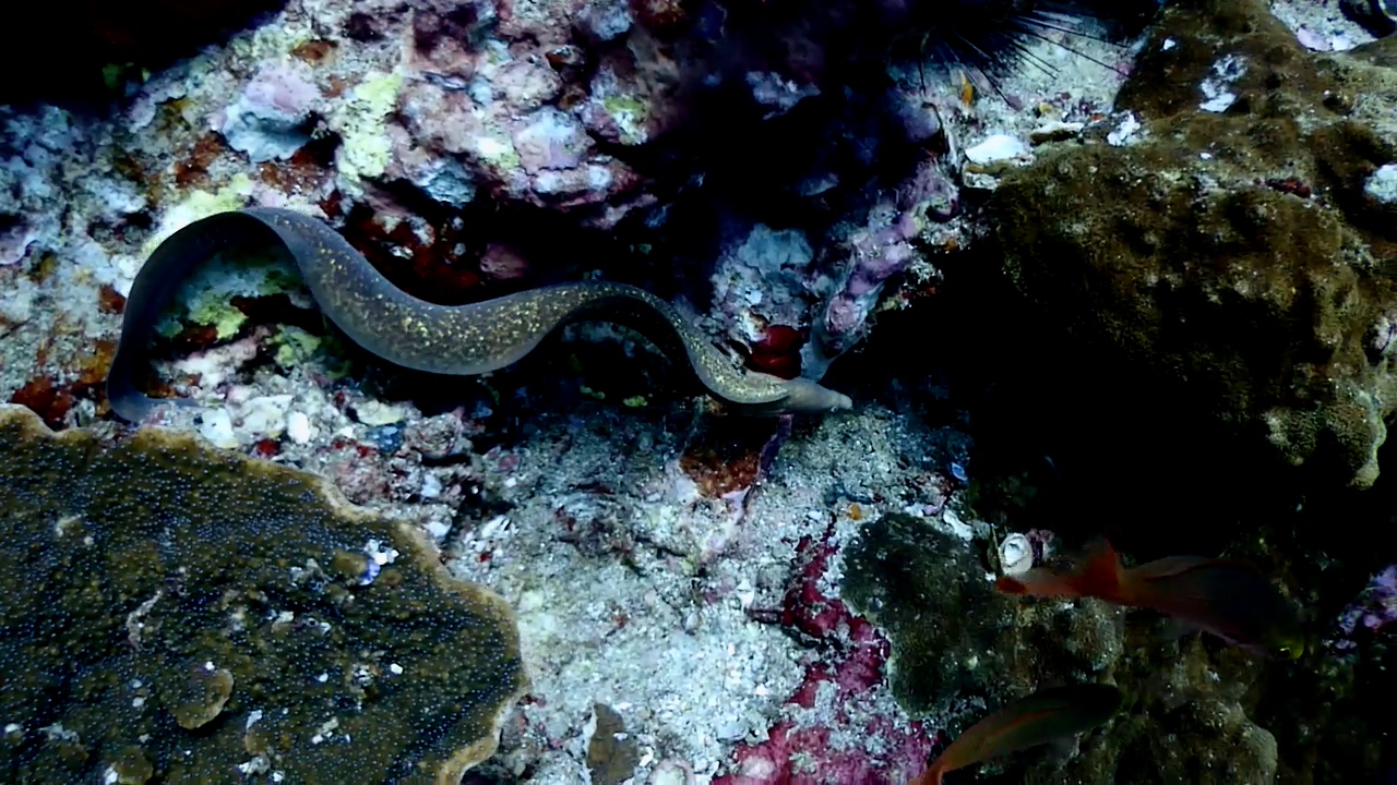 Similan Liveaboard #11.Richelieu Rock-2