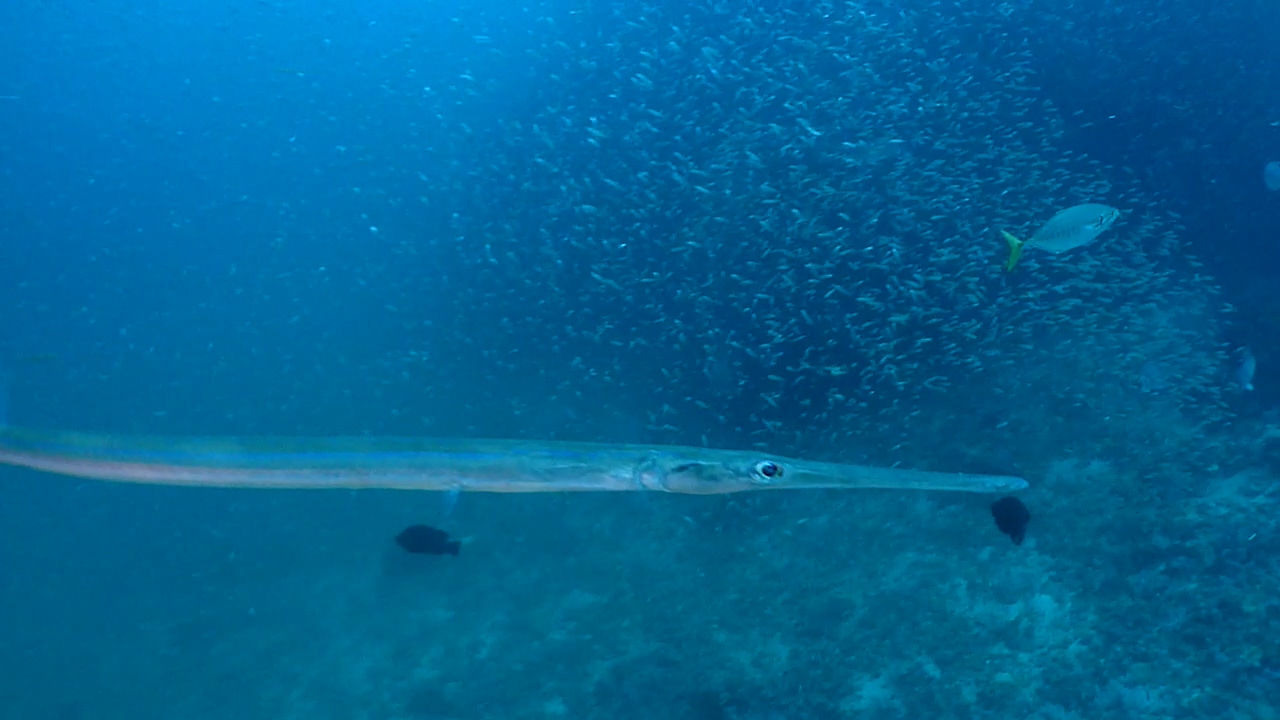 Similan Liveaboard #10.Richelieu Rock-1