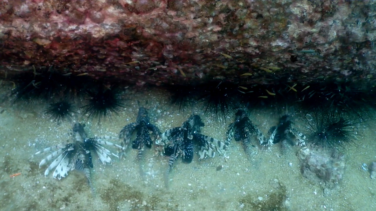 Similan Liveaboard #14.Boosung Wreck