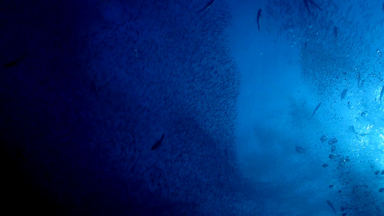 Similan Liveaboard #12.Richelieu Rock-3