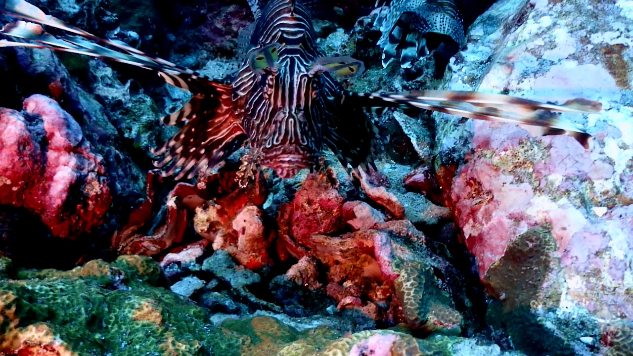 Similan Liveaboard #10.Richelieu Rock-1