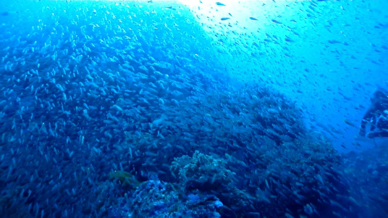Similan Liveaboard #5.Koh Bon