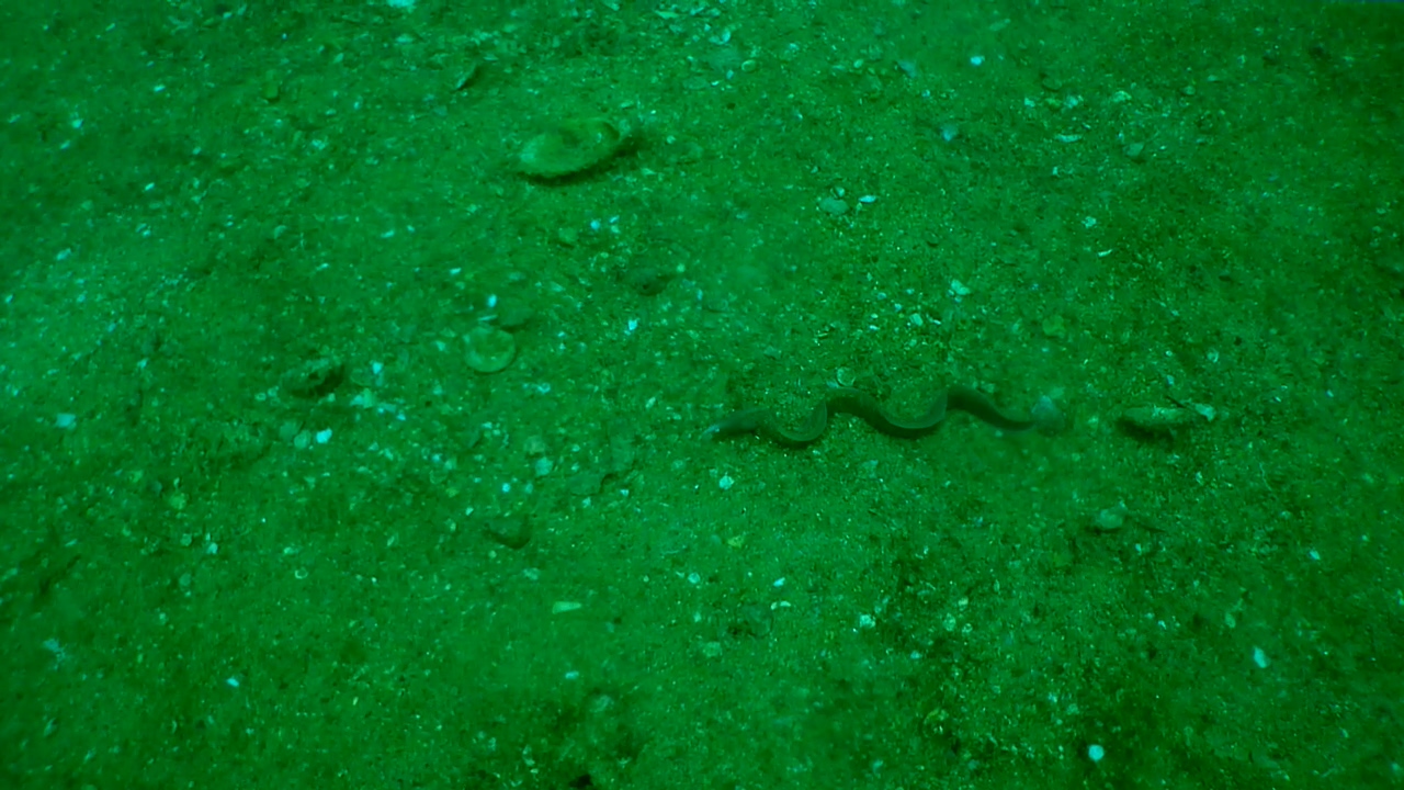 Similan Liveaboard #14.Boosung Wreck