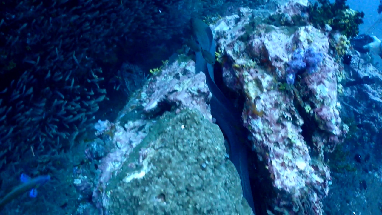 Similan Liveaboard #12.Richelieu Rock-3
