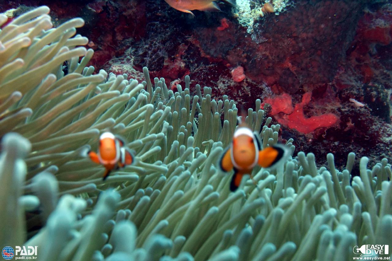 Cebu Easy Dive - Gilutongan2