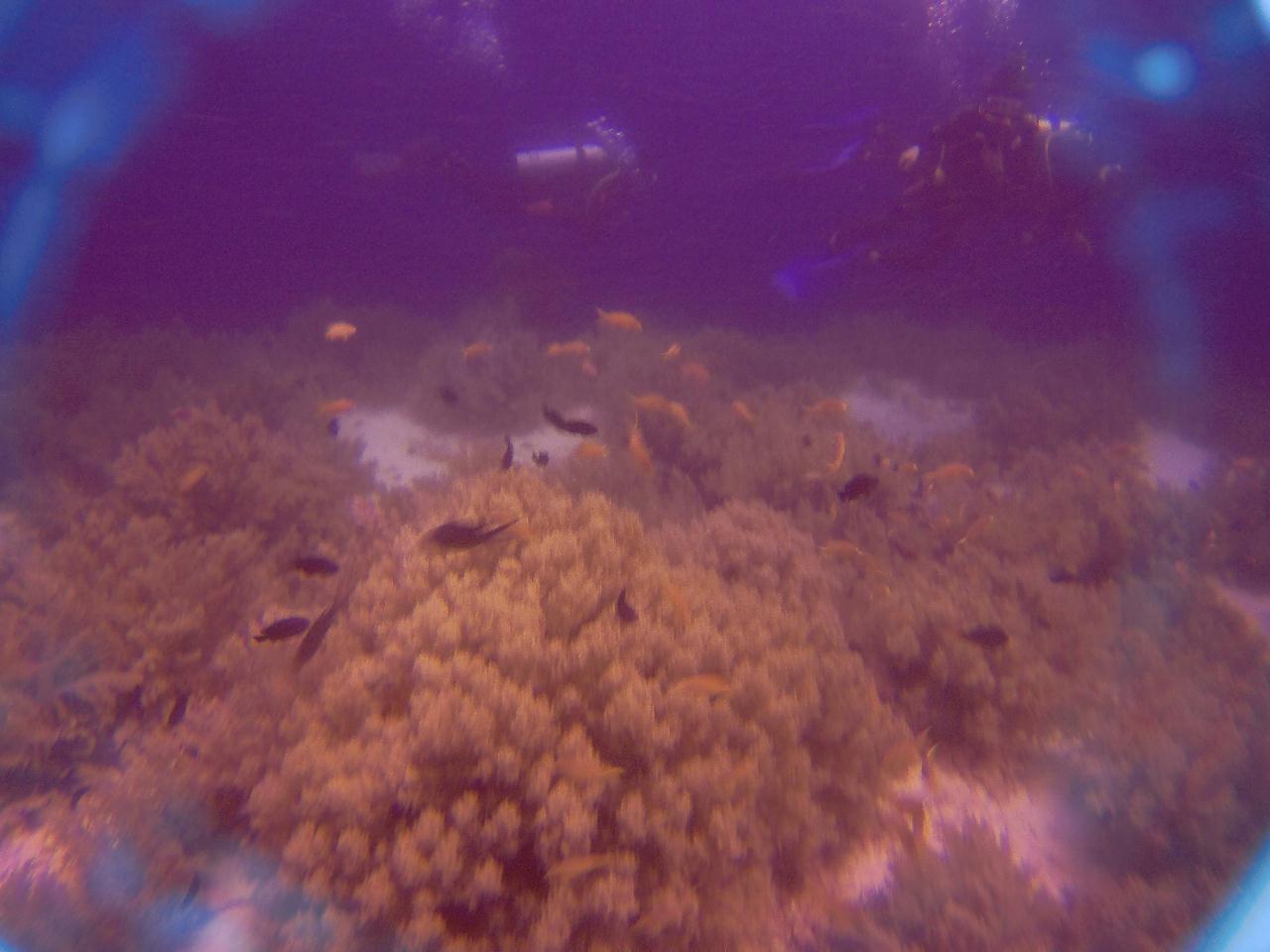 보홀에서 마지막 다이빙