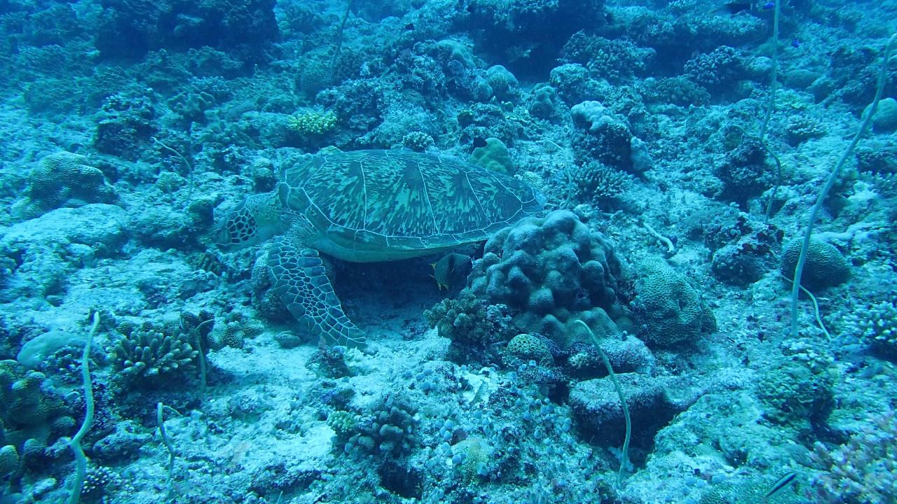 blue corner