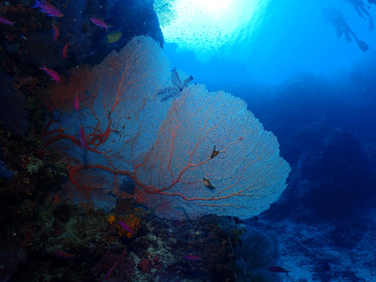 이쁘고 건강한 산호와 아기자기한 물고기들이 장관인 수밀론 상뚜아리